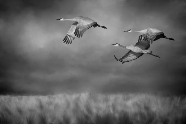 Sandhill Crane Trio In Flight Print