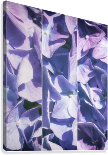 Lavender Hydrangea Triptych Canvas Print