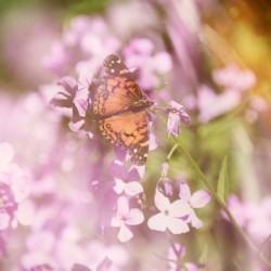 American Painted Lady Butterfly Among Wildflowers