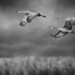 Sandhill Crane Trio In Flight