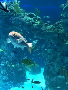 Fish in tank