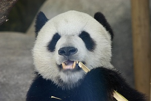 Panda eating stalk