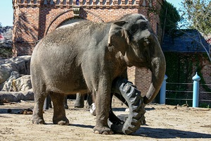 Elephant rolls large tire