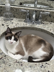 Cat in sink