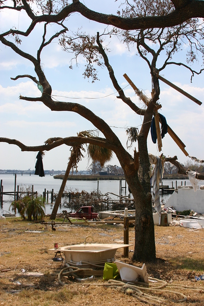 Tree after hurricane  by SgtPro