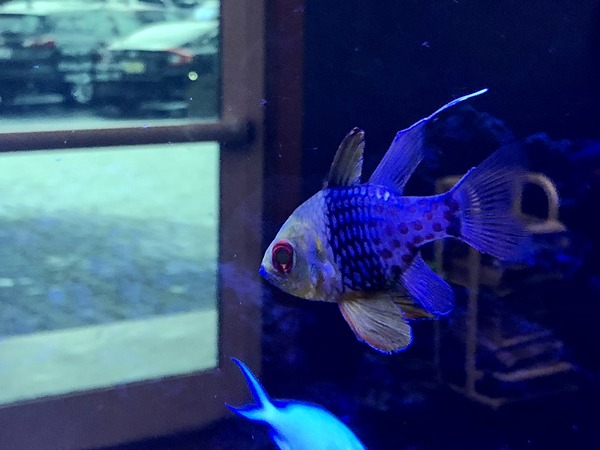  Blue fish in tank near door by SgtPro