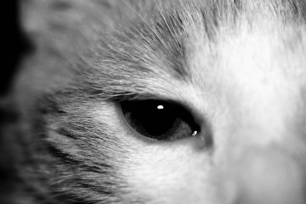 Cat’s eye by SgtPro