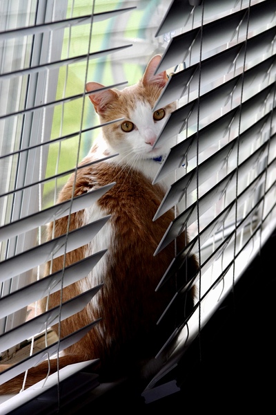 Cat in Blinds by SgtPro
