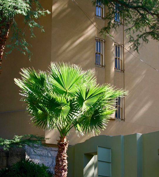 Sunlit Palm Tree Print