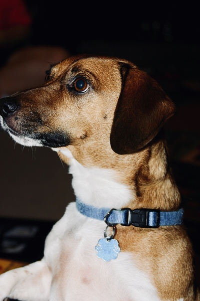 Beagle Profile by SgtPro