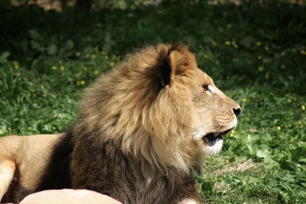 Lion looking right by SgtPro