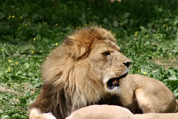 Lion yawns by SgtPro