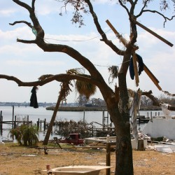 Tree after hurricane 