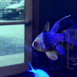  Blue fish in tank near door