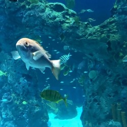 Fish in tank