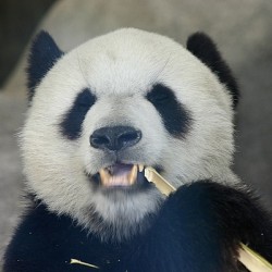 Panda eating stalk
