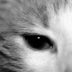 Cat’s eye
