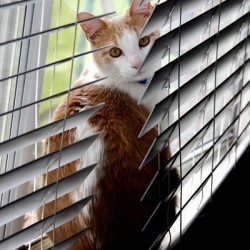 Cat in Blinds