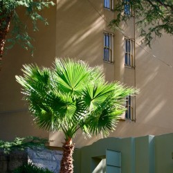 Sunlit Palm Tree