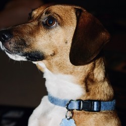 Beagle Profile