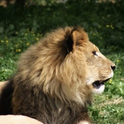 Lion looking right