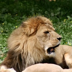 Lion yawns