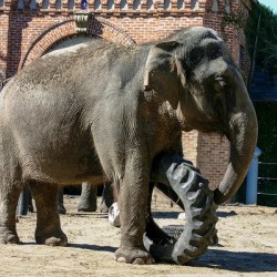Elephant rolls large tire