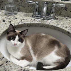 Cat in sink