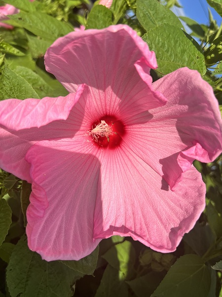 Pretty in pink Print