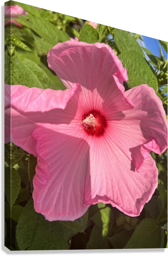 Pretty in pink Canvas Print