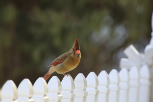 Cardinal Portrait