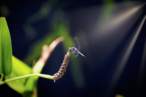Dragon Fly