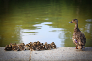 Duck Mother and Chicks