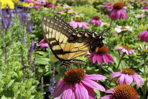 Yellow Butterfly