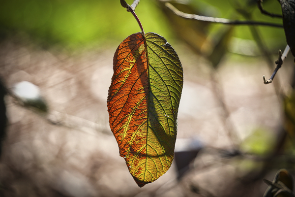 Fall Leaf Sun Backlit Print