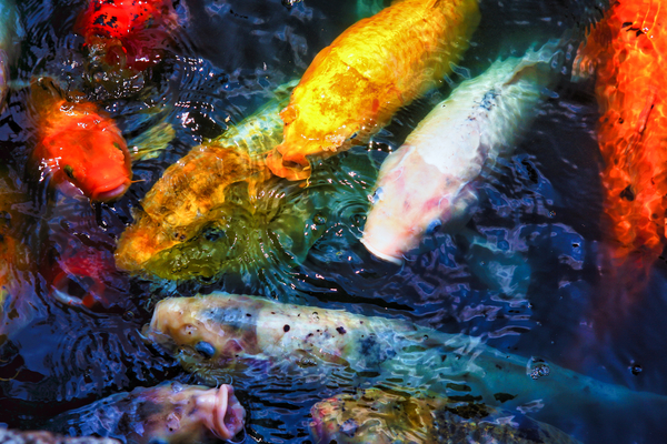 The Koi Fish Swarm by Ronald Gilbert Baker