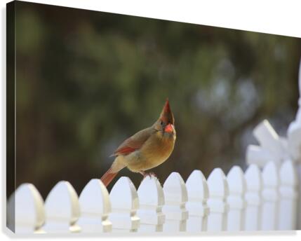 Cardinal Portrait Canvas Print