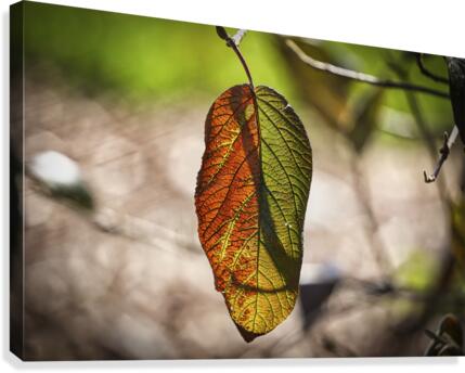 Fall Leaf Sun Backlit Canvas Print