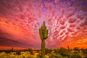 Skies Ablaze