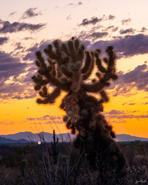 Cholla Sunset by SoapBoxintheSky