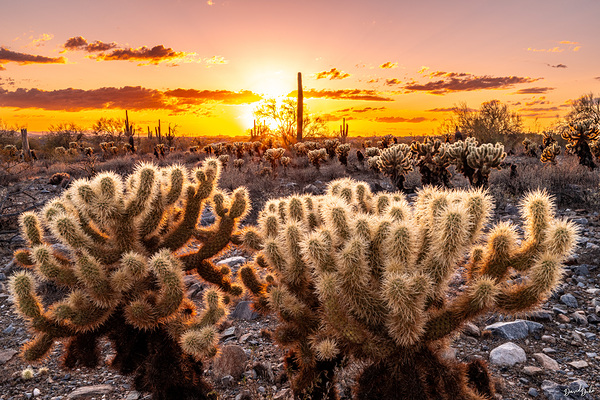 Through the Chollas by SoapBoxintheSky