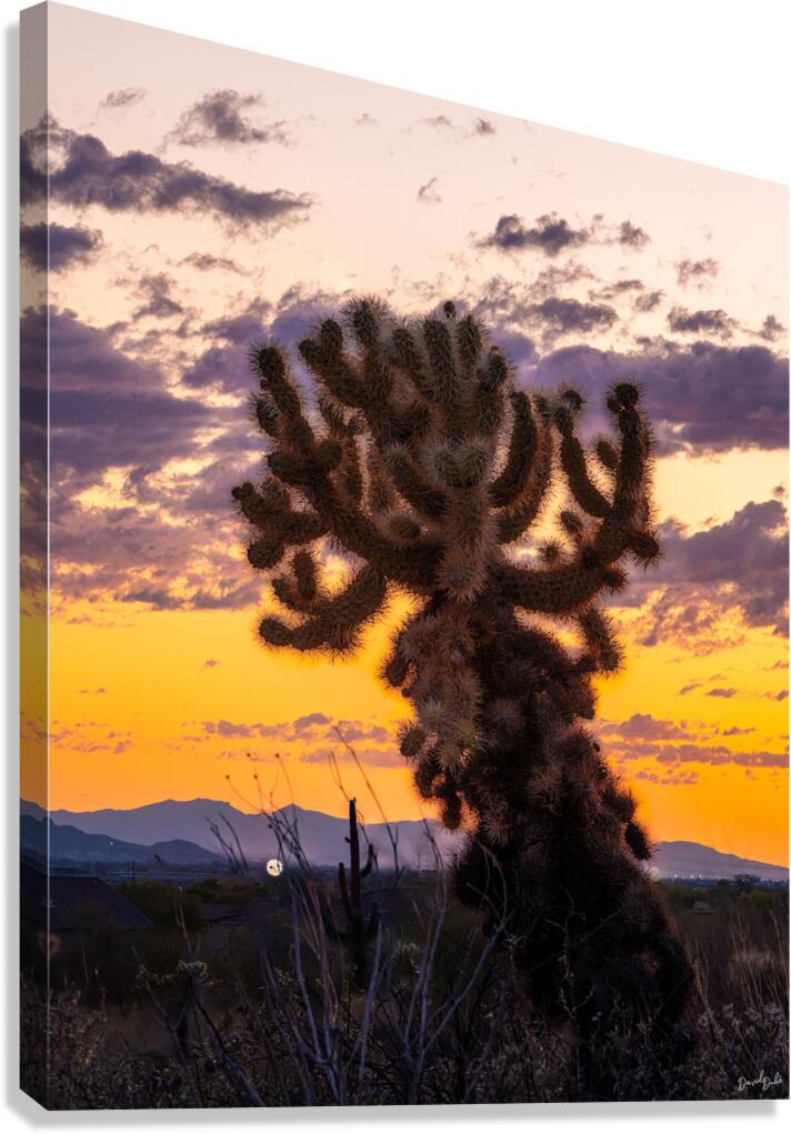 Cholla Sunset Canvas Print