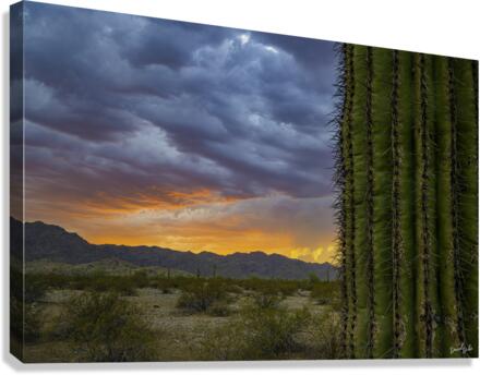 Cactus Fire Canvas Print