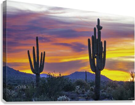 Pink Bliss Canvas Print