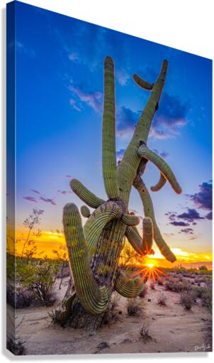 Tangled Sunset Canvas Print