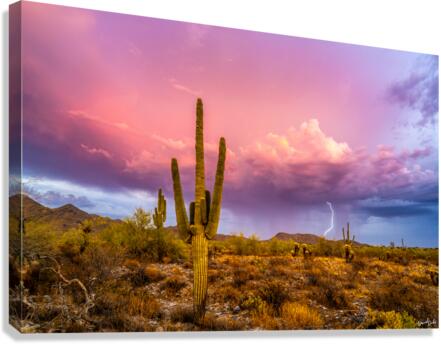 Pink Strike Canvas Print
