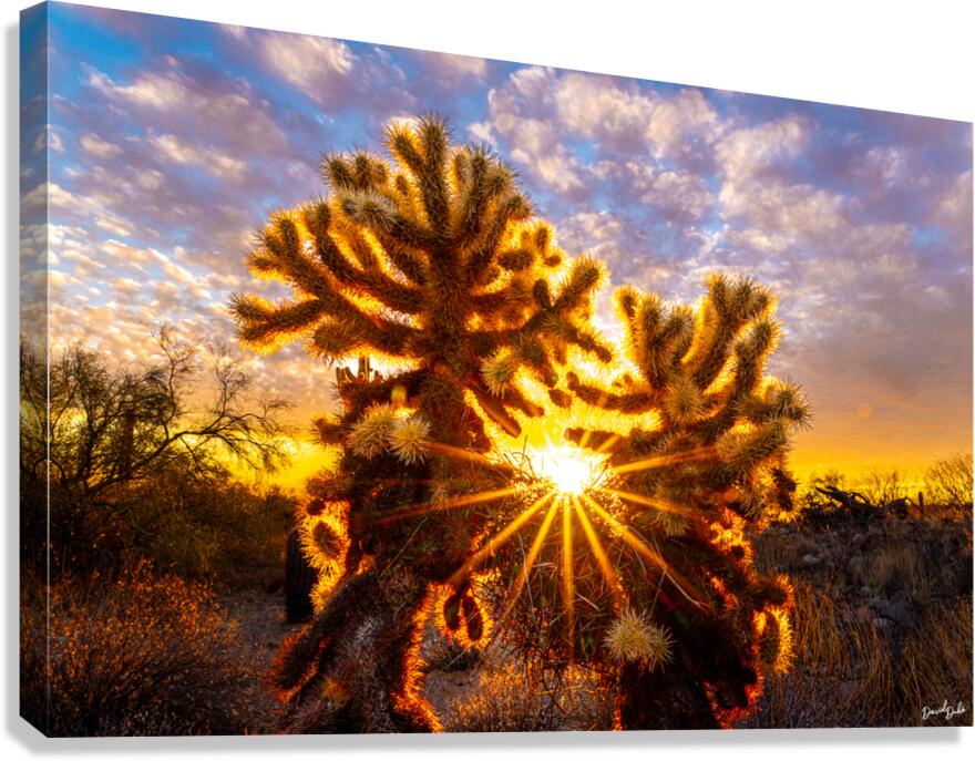Blazing Star Canvas Print