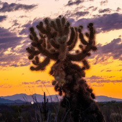 Cholla Sunset