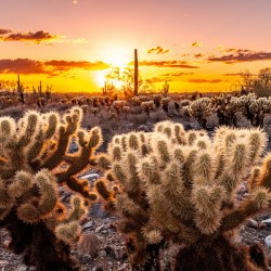Through the Chollas