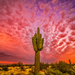 Skies Ablaze